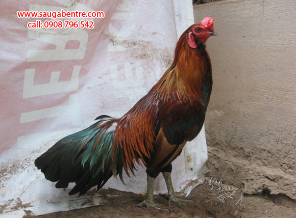 Bán Gà Đá, Gà Nòi, Gà Mỹ, Sáu Gà Bến Tre, Saugabentre.com , Gà Dữ, Gà Đá Tiền
