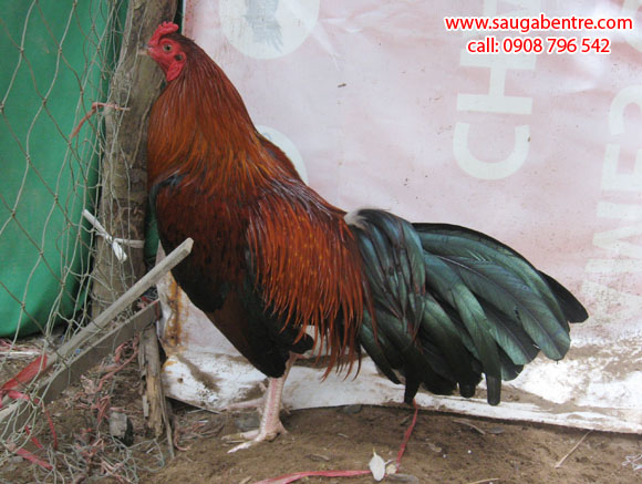 Bán Gà Đá, Gà Nòi, Gà Mỹ, Sáu Gà Bến Tre, Saugabentre.com , Gà Dữ, Gà Đá Tiền